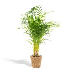 Everyplants Areca met mand - ↨130cm - Ø24cm (8720634280303)