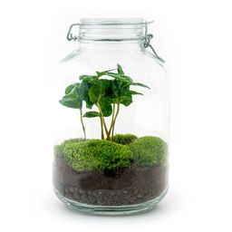 Urbanjngl DIY terrarium - Jar - Coffea Arabica - ↕ 28 cm - Normal Jar (8720872020464)