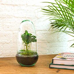 Urbanjngl DIY terrarium - Egg Coffea Arabica - ↕ 25 cm (8720872020150)