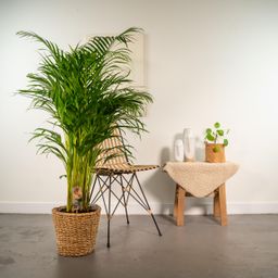 Everyplants Areca met mand - ↨130cm - Ø24cm (8720634280303)