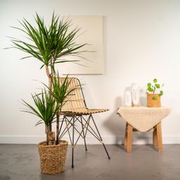Everyplants Dracaena met mand - ↨120cm - Ø21cm (8720634280334)