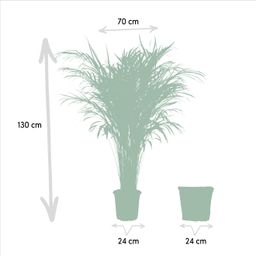 Everyplants Areca met mand - ↨130cm - Ø24cm (8720634280303)
