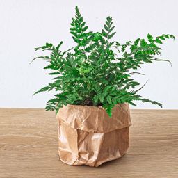 Urbanjngl Varen - Athyrium spicatum - Terrarium plant - Potmaat 6 (8720872020860)
