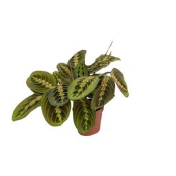 Meergroothandel Maranta Fascinator (Pijlwortel) - Ø12cm - ↕20cm (8720634284844)