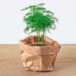 Urbanjngl Asparagus Setaceuse Plumosus – Sierasperge - Terrarium plant - Potmaat 6 (8720872020822)