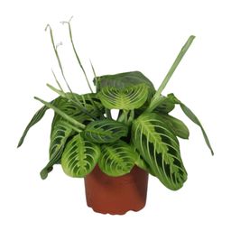 Meergroothandel Maranta Leuconeura Fascinator Lemon Lime - Ø12cm - ↕30cm (9943)