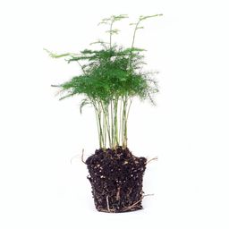 Urbanjngl Asparagus Setaceuse Plumosus – Sierasperge - Terrarium plant - Potmaat 6 (8720872020822)