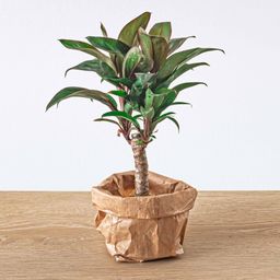 Urbanjngl Mini-palm - Cordyline fruticosa 'Purple Compacta' - Terrarium plant - Potmaat 6 (8720872020877)