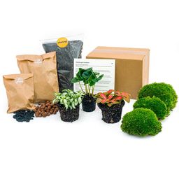 Urbanjngl Planten terrarium pakket Coffea Arabica - Navulling & Startpakket- DIY (8720872020563)