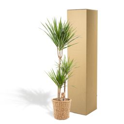 Everyplants Dracaena met mand - ↨120cm - Ø21cm (8720634280334)