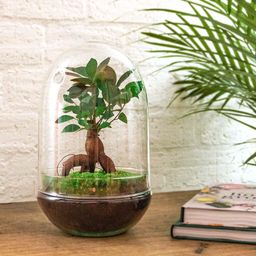 Urbanjngl DIY terrarium - Egg XL Bonsai - ↕ 30 cm (8720872020174)