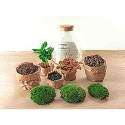 Urbanjngl DIY terrarium - Sammie Coffea - ↕ 27 cm - Normal (8720872020396)