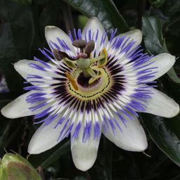 Hoogeveen Passiflora Blauw caerulea - Ø15cm - ↕65cm (8712044839097)