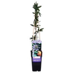 Hoogeveen Passiflora Blauw caerulea - Ø15cm - ↕65cm (8712044839097)