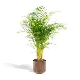 Everyplants Areca palm met pot - ↨130cm - Ø24cm (8720634280297)