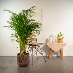 Everyplants Areca palm met pot - ↨130cm - Ø24cm (8720634280297)
