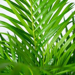 Everyplants Areca palm met pot - ↨130cm - Ø24cm (8720634280297)