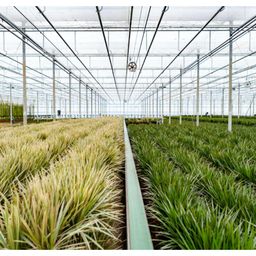 Everyplants Dracaena Marginata - Ø17cm - ↕90cm (8720634280181)