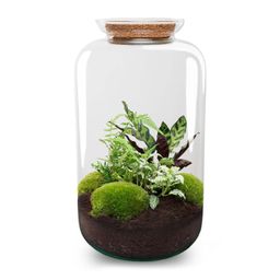 Urbanjngl DIY terrarium - Botanical Sven XL - ↕ 43 cm - Normal (8720872020471)