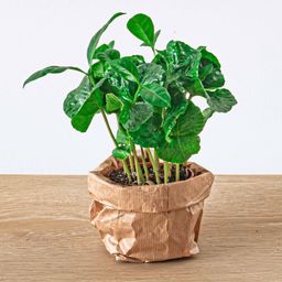 Urbanjngl Coffea Arabica - Koffieplant - Terrarium plant - Potmaat 6 (8720872020853)