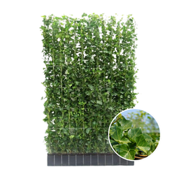 Hedge to go Hedera Hibernica - Klimop - Kant-en-Klaar Haag |  ↔120cm - ↨180 cm (8718868535054)