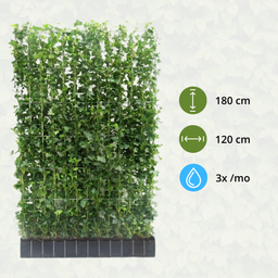 Hedge to go Hedera Hibernica - Klimop - Kant-en-Klaar Haag |  ↔120cm - ↨180 cm (8718868535054)