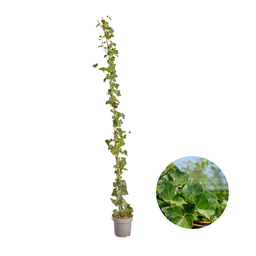 Hedge to go Hedera Hibernica - Klimop - Gestokt - ↨150 - 175 cm (8718868535023)