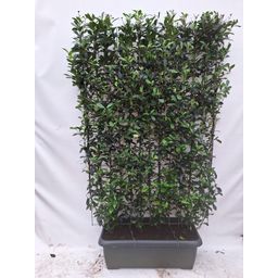 Hedge to go Photinia fraseri 'Carré Rouge' - Kant-en-Klaar Haag - 120 x 180 cm (8718868535245)
