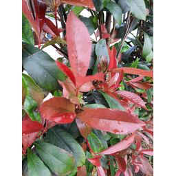 Hedge to go Photinia fraseri 'Carré Rouge' - Kant-en-Klaar Haag - 120 x 180 cm (8718868535245)