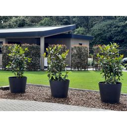 Hedge to go Photinia fraseri 'Carré Rouge' - Kant-en-Klaar Haag - 120 x 180 cm (8718868535245)