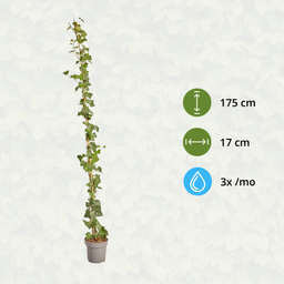 Hedge to go Hedera Hibernica - Klimop - Gestokt - ↨150 - 175 cm (8718868535023)