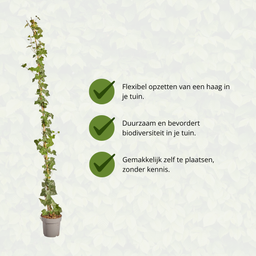 Hedge to go Hedera Hibernica - Klimop - Gestokt - ↨150 - 175 cm (8718868535023)