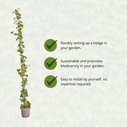 Hedge to go Hedera Hibernica - Klimop - Gestokt - ↨150 - 175 cm (8718868535023)