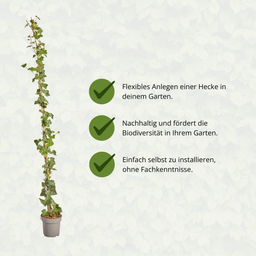 Hedge to go Hedera Hibernica - Klimop - Gestokt - ↨150 - 175 cm (8718868535023)