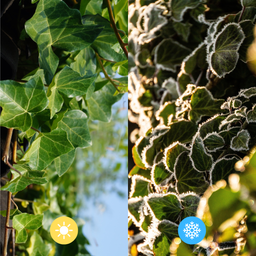 Hedge to go Hedera Hibernica - Klimop - Gestokt - ↨80 - 100 cm (8718868535016)