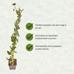 Hedge to go Hedera Hibernica - Klimop - Gestokt - ↨80 - 100 cm (8718868535016)