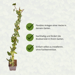 Hedge to go Hedera Hibernica - Klimop - Gestokt - ↨80 - 100 cm (8718868535016)