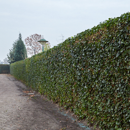 Hedge to go Hedera Hibernica - Klimop - Kant-en-Klaar Haag |  ↔120cm - ↨150 cm (8718868535702)