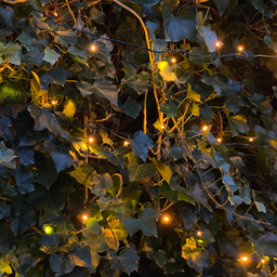 Hedge to go Hedera Hibernica - Klimop - Kant-en-Klaar Haag |  ↔120cm - ↨150 cm (8718868535702)