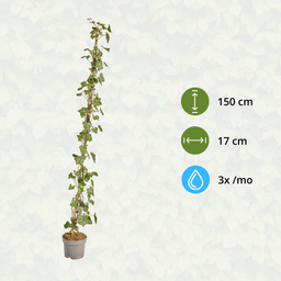 Hedge to go Hedera Hibernica - Klimop - Gestokt - ↨125 - 150 cm (8718868535009)