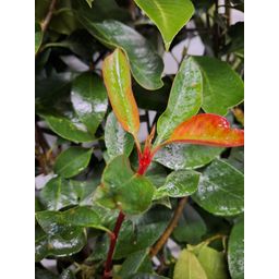 Hedge to go Photinia Fraseri 'Red Robin' - Glansmispel - Kant-en-Klaar Haag - 120 x 180 cm (8718868535726)