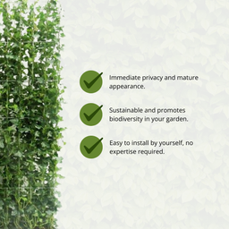 Hedge to go Hedera Hibernica - Klimop - Kant-en-Klaar Haag |  ↔120cm - ↨120 cm (8718868535689)