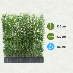 Hedge to go Hedera Hibernica - Klimop - Kant-en-Klaar Haag |  ↔120cm - ↨120 cm (8718868535689)