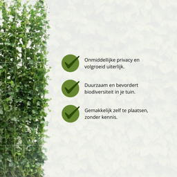 Hedge to go Hedera Hibernica - Klimop - Kant-en-Klaar Haag |  ↔120cm - ↨120 cm (8718868535689)
