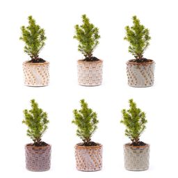 Urbanjngl Mini-kerstboom set 6 - Inclusief pot set Madrid - Draadverlichting met 20 led-lampjes (8720872023427)