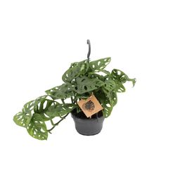 Meergroothandel Monstera Monkey - Ø14cm - ↕30cm (12572)