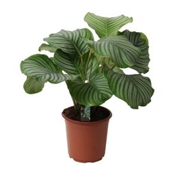 Meergroothandel Calathea Orbifolia - Ø21cm - ↕50cm (12506)