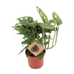 Meergroothandel Monstera Monkey - Ø12cm - ↕30cm (18919)