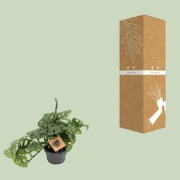 Meergroothandel Monstera Monkey - Ø14cm - ↕30cm (12572)