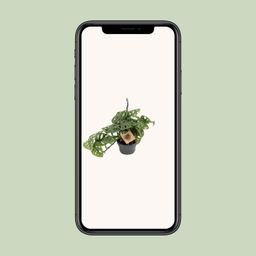 Meergroothandel Monstera Monkey - Ø14cm - ↕30cm (12572)